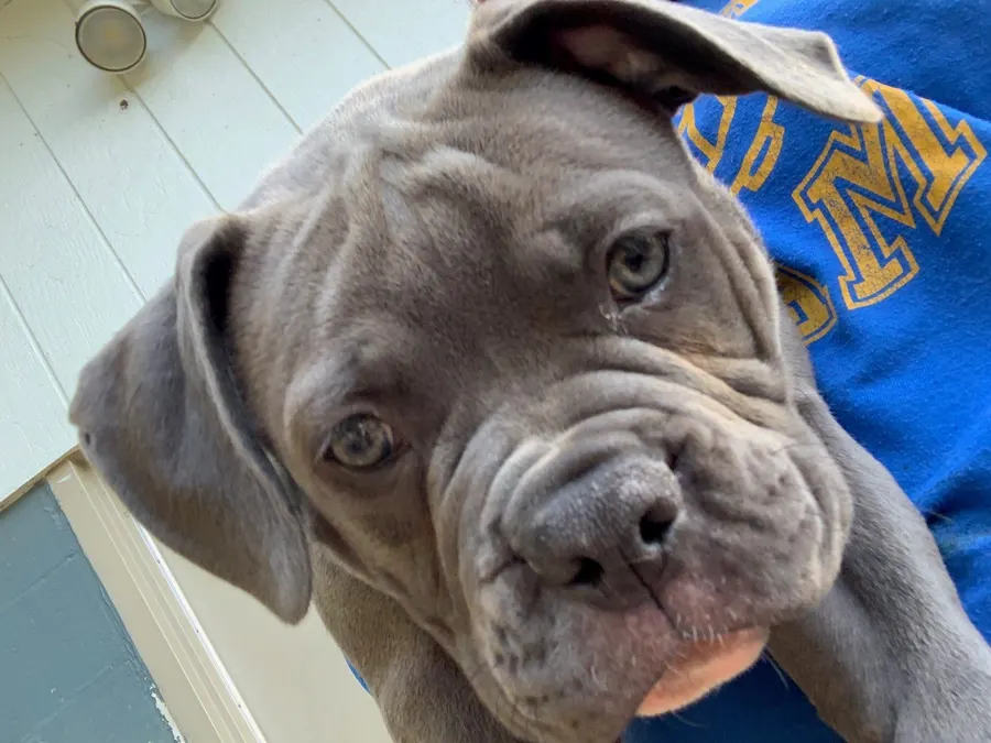 A gray puppy looking up at the camera