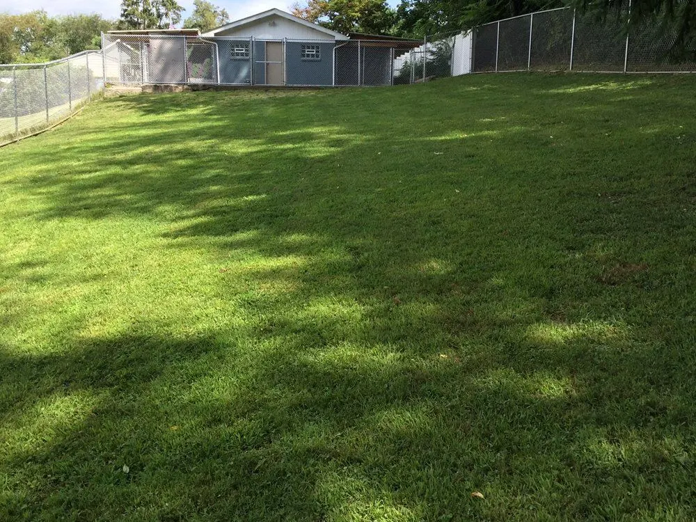 The 40 by 80 foot fenced grass play yard with the kennel building behind it