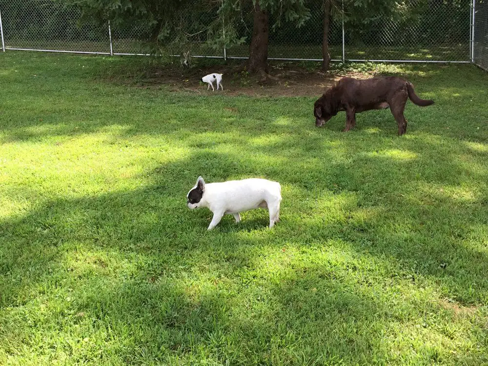 Two dogs playing on the grass in the fenced play yard