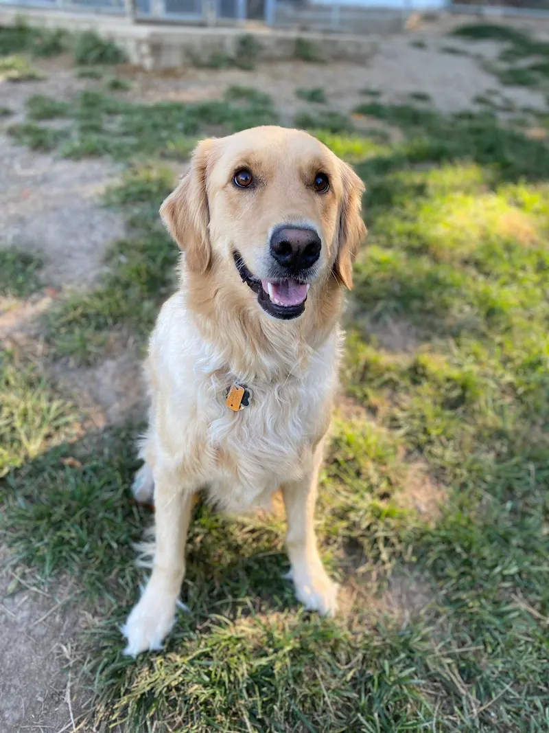 A golden retriever sitting in the grass, smiling