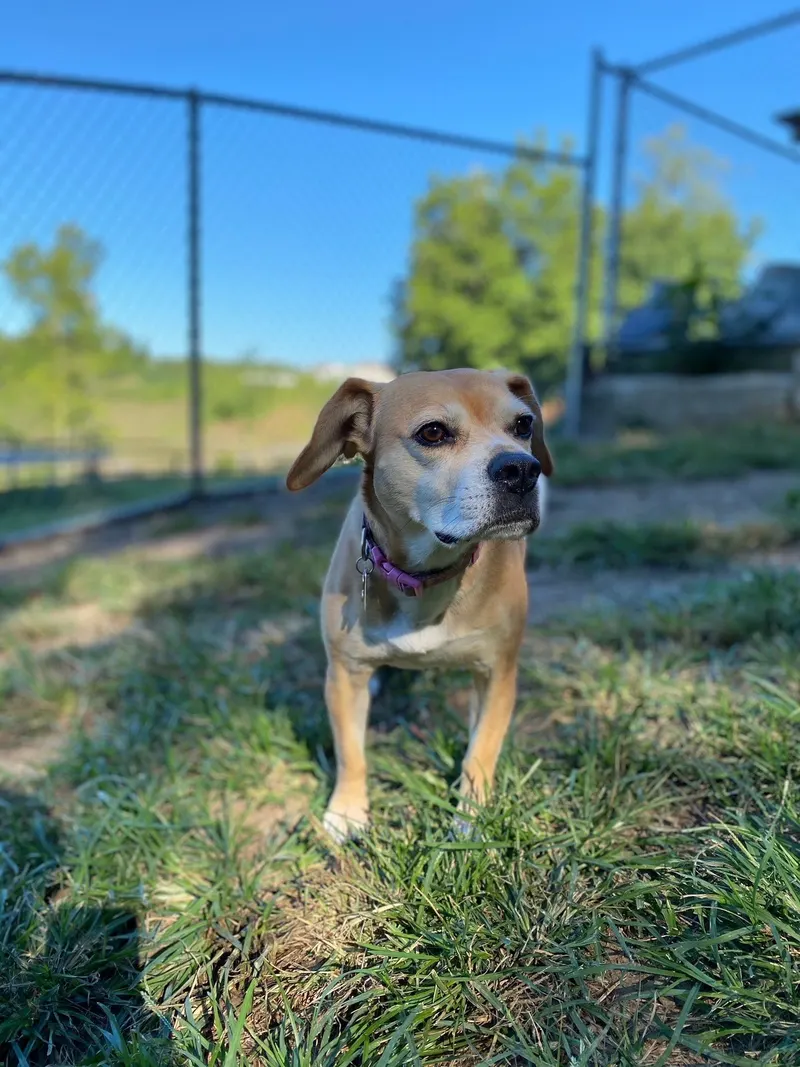 A beagle mix standing in tall grass by the fence