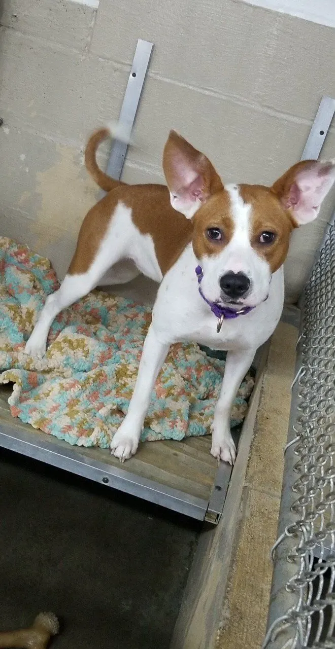 A brown and white dog resting on a blanket in an indoor run