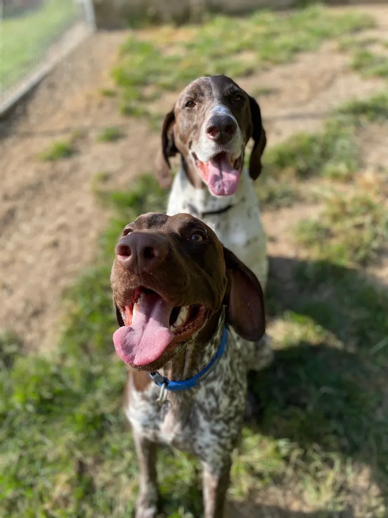 Two pointer dogs standing together in the yard
