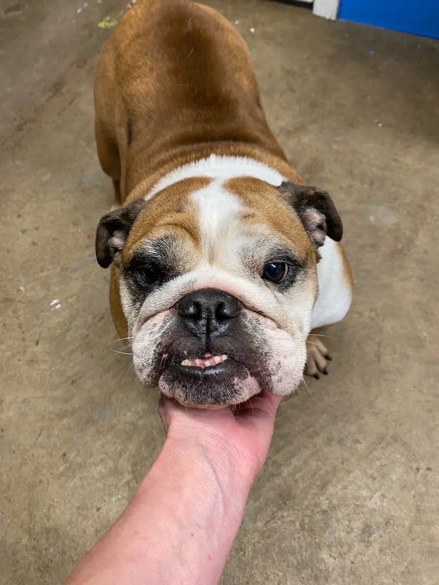 A bulldog getting a chin scratch from a staff member