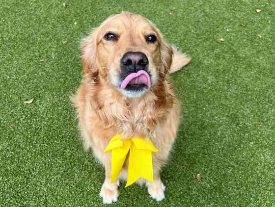 A golden retriever wearing a yellow bow