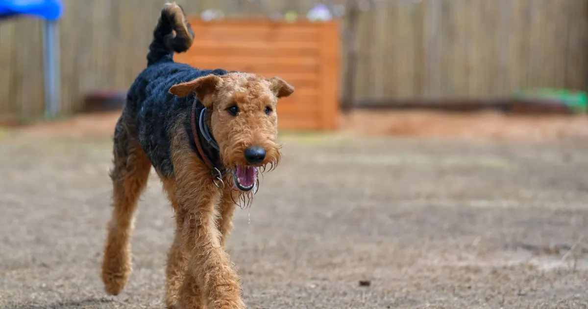 An Airedale terrier trotting toward the camera