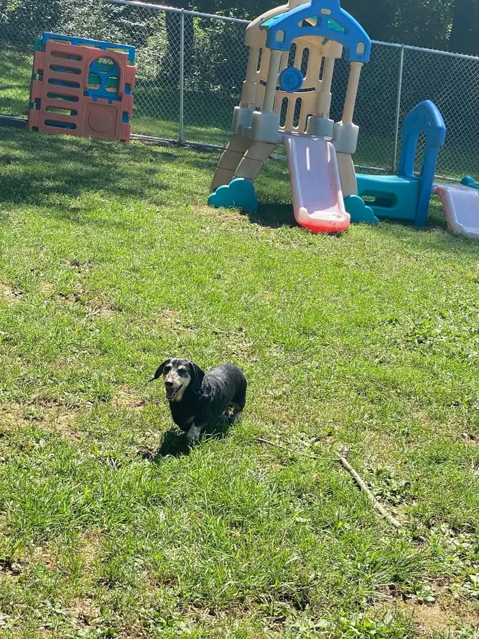A small dog in the yard near the play structures