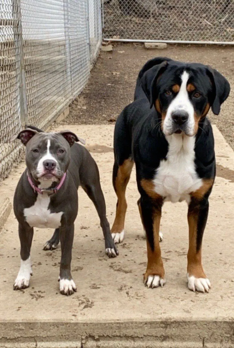 Two large dogs standing side by side by the fence